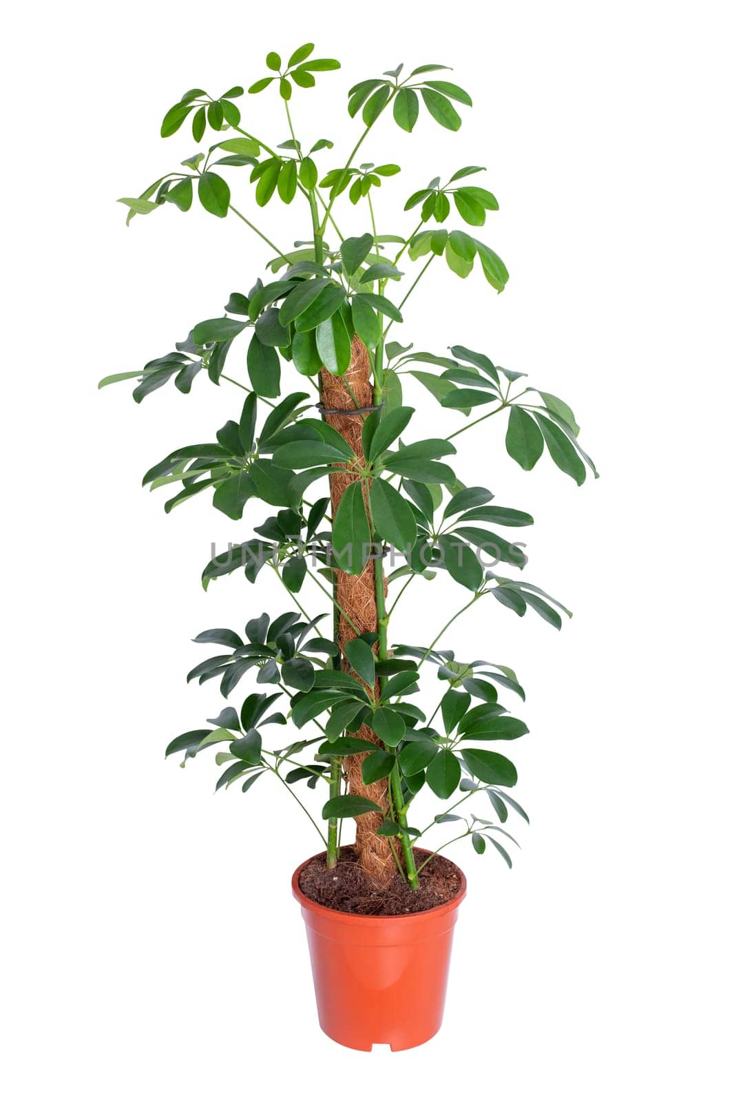 Scheffler plant in pot isolated on white background. Indoor plant. Design element. Clipart