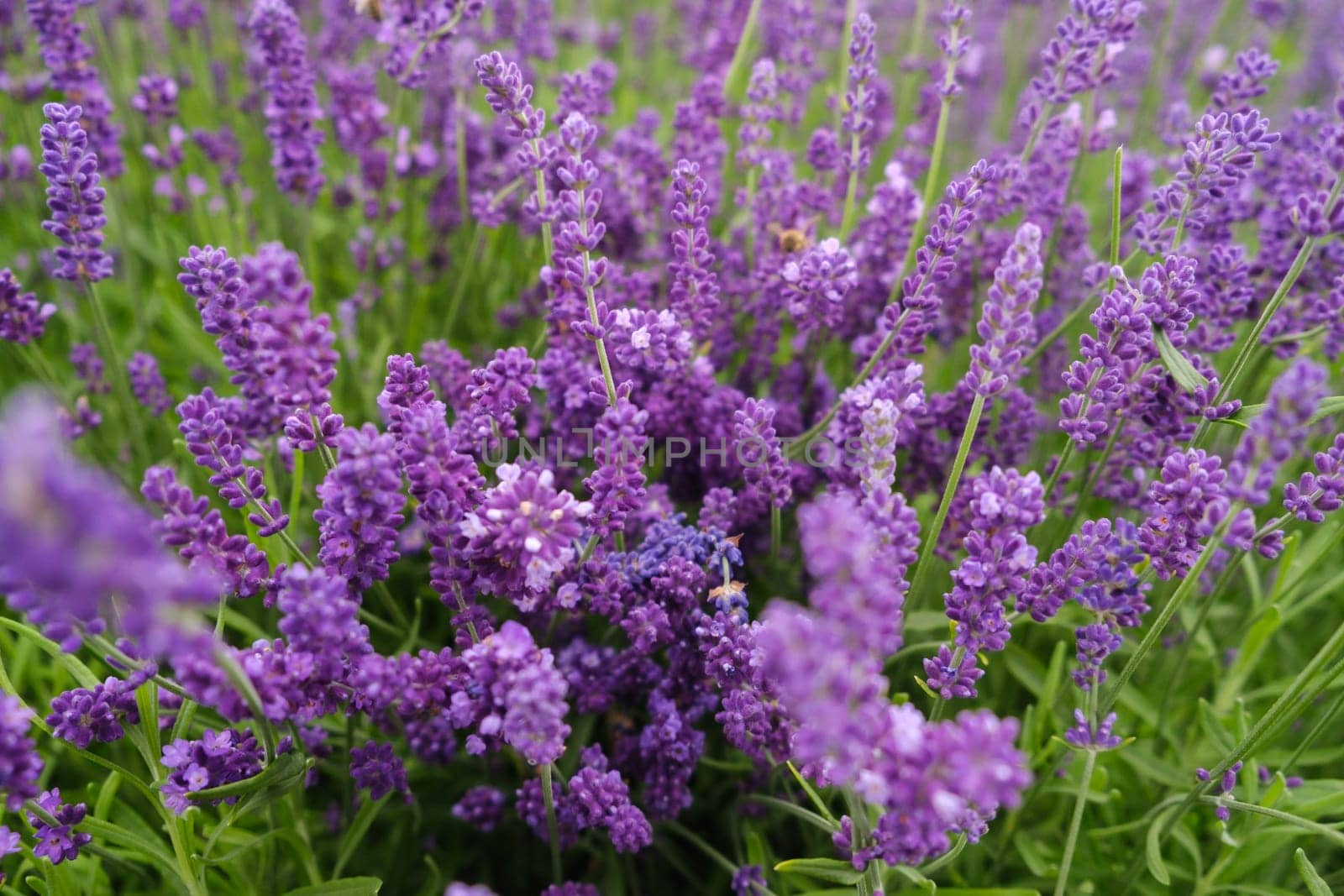 Soft focus flowers, beautiful lavender flowers blooming.