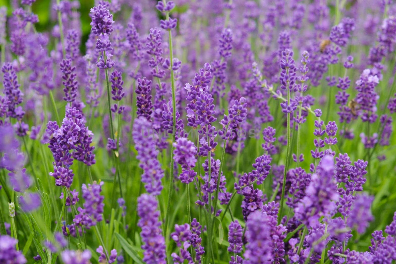 Soft focus flowers, beautiful lavender flowers blooming.