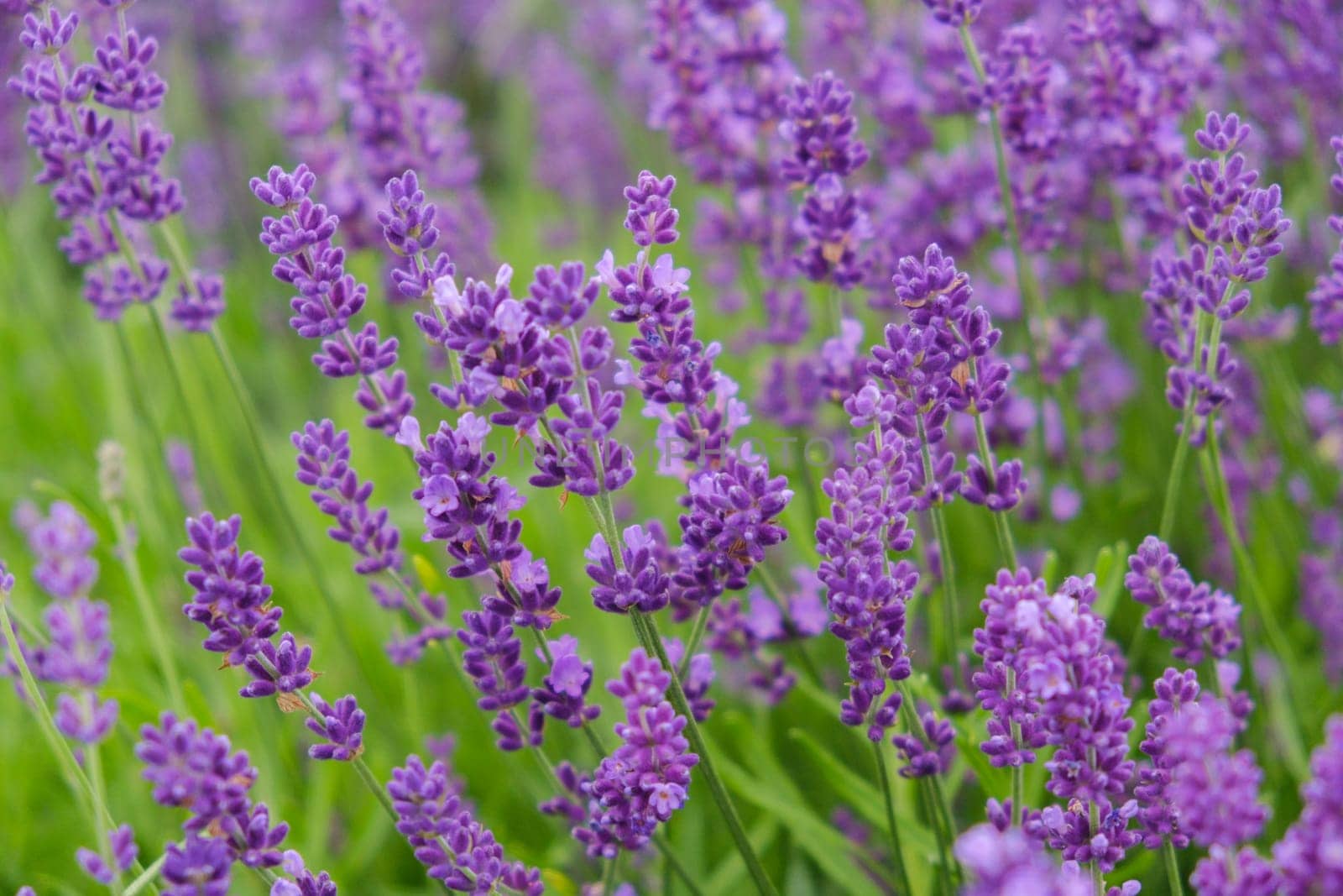 Soft focus flowers, beautiful lavender flowers blooming.