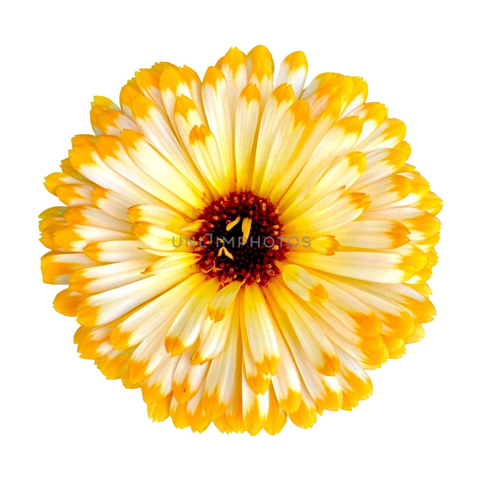 Marigold calendula one flower on white background, isolated. by Margo