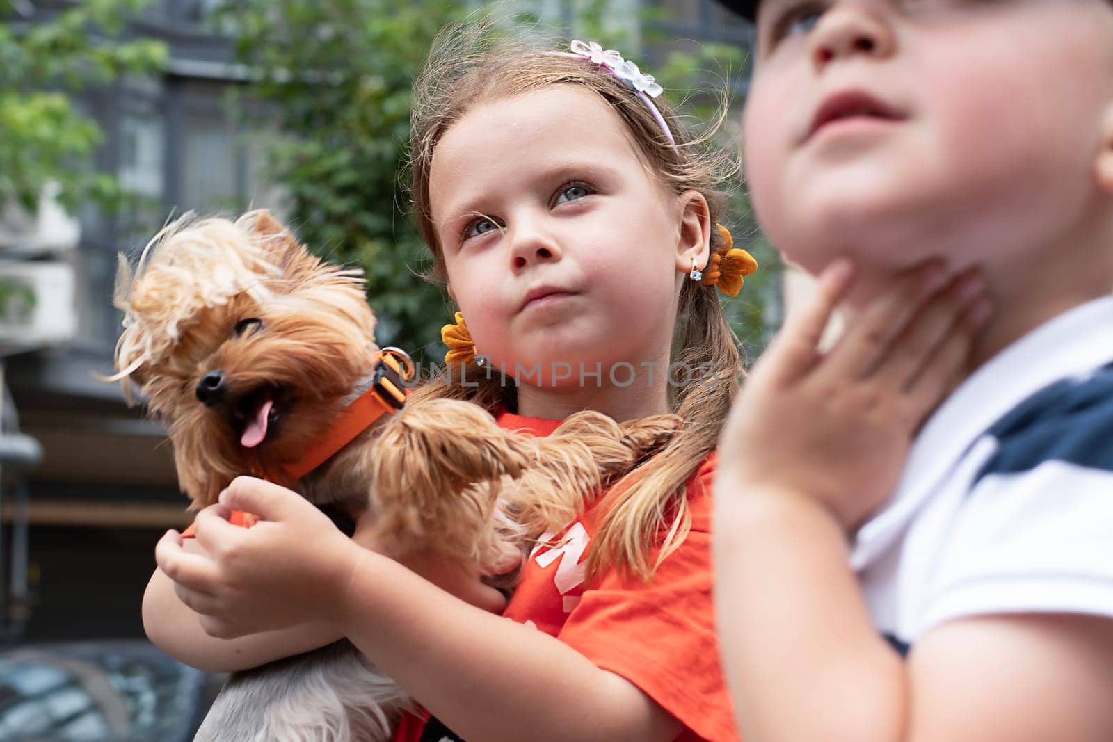 A boy and a girl of 5 years old are playing with a small dog of the Chihuahua breed outside in the yard in summer. The girl tightly hugs and holds a dwarf dog in her arms. Close-up.