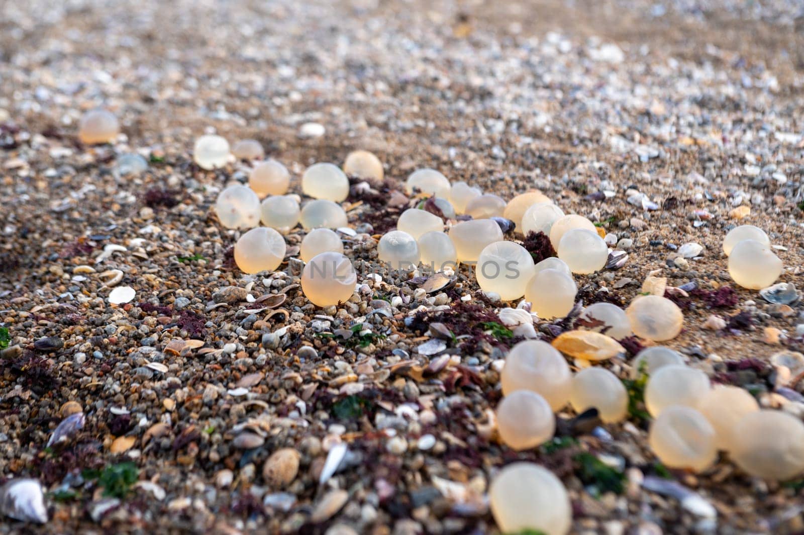 Fish eggs in the Lighthouse of the city of La Paloma in Rocha in Uruguay.