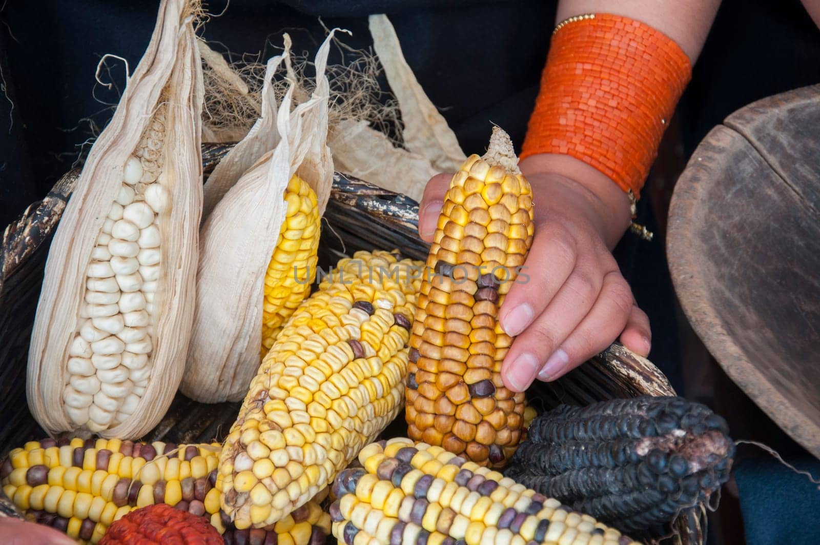 bunch of ears of corn of different colors in the hands of an indigenous woman. High quality photo
