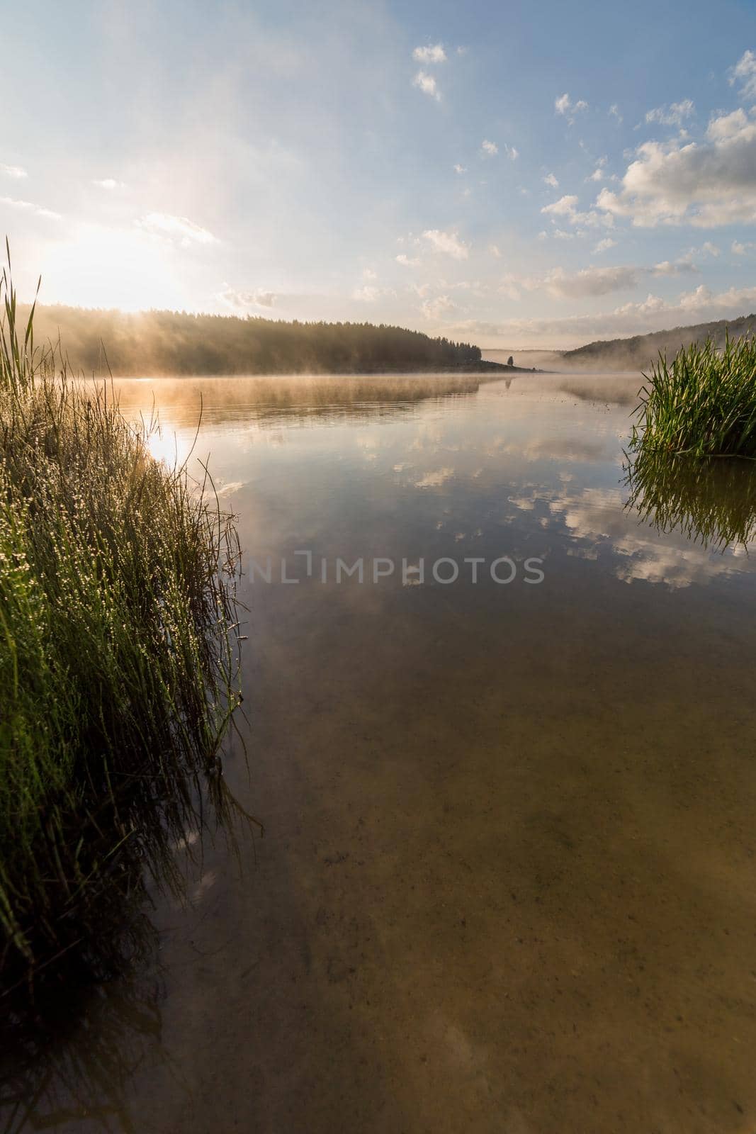 foggy lakeside at summer sunrise with tall grass in foreground with selective focus