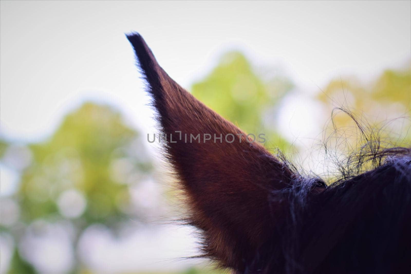 A brown horses ear as a close up by Luise123
