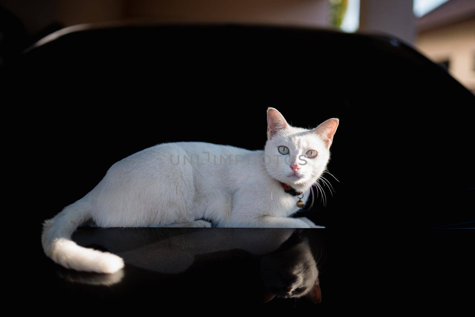 White cat sitting on the hood of black car by Wmpix