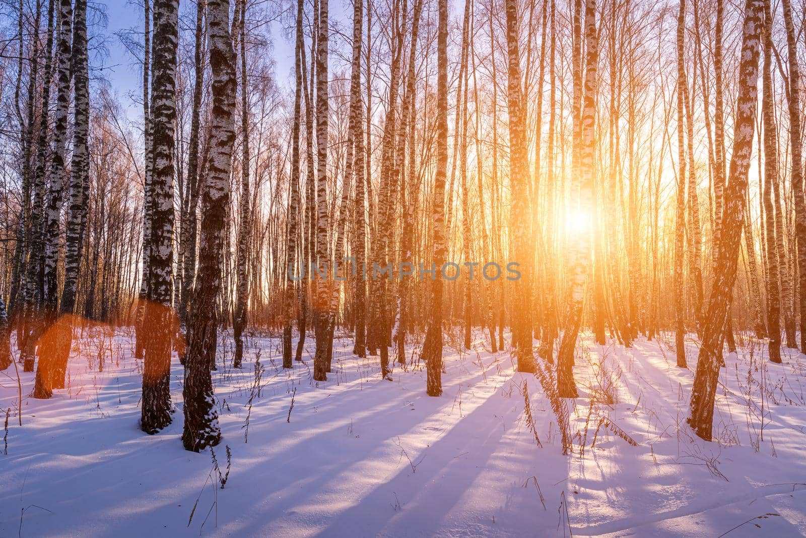 Sunset or sunrise in a birch grove with winter snow. Rows of birch trunks with the sun's rays. by Eugene_Yemelyanov