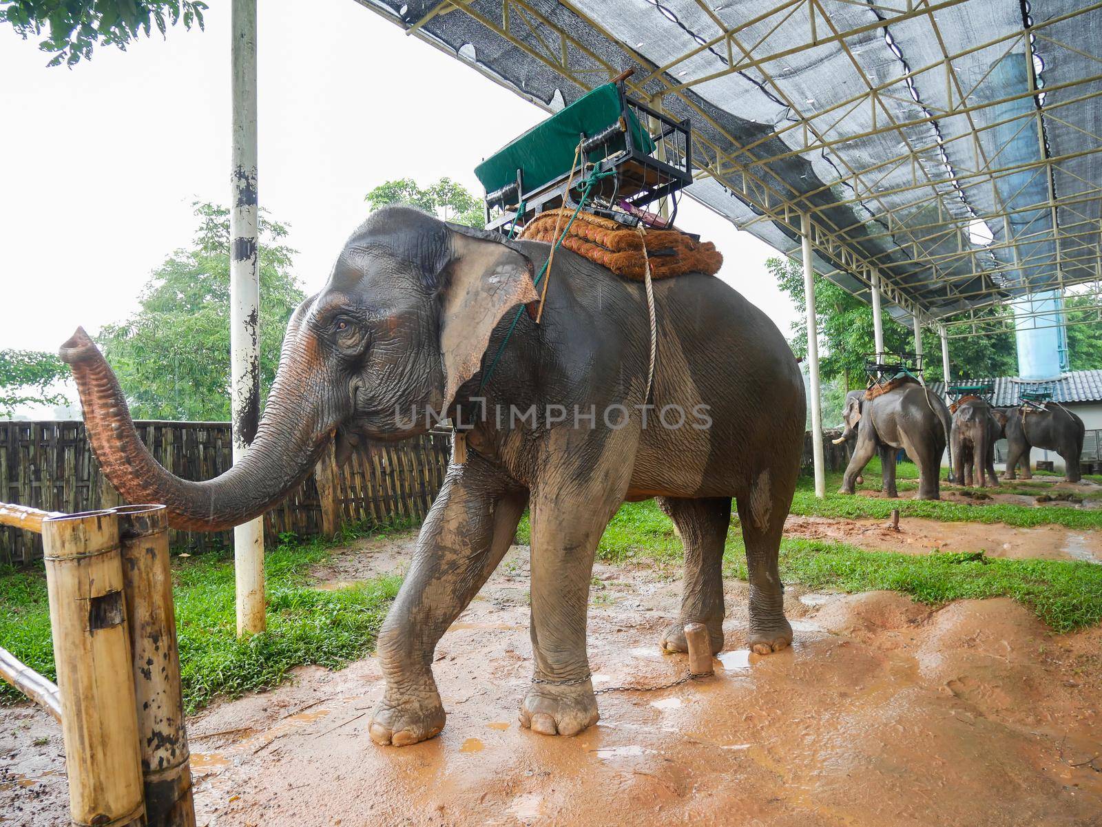 Elephants are in the zoo by Wmpix
