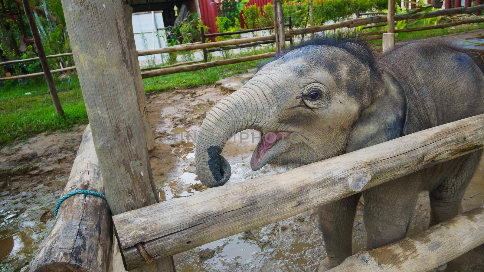 Asian elephants in the zoo by Wmpix