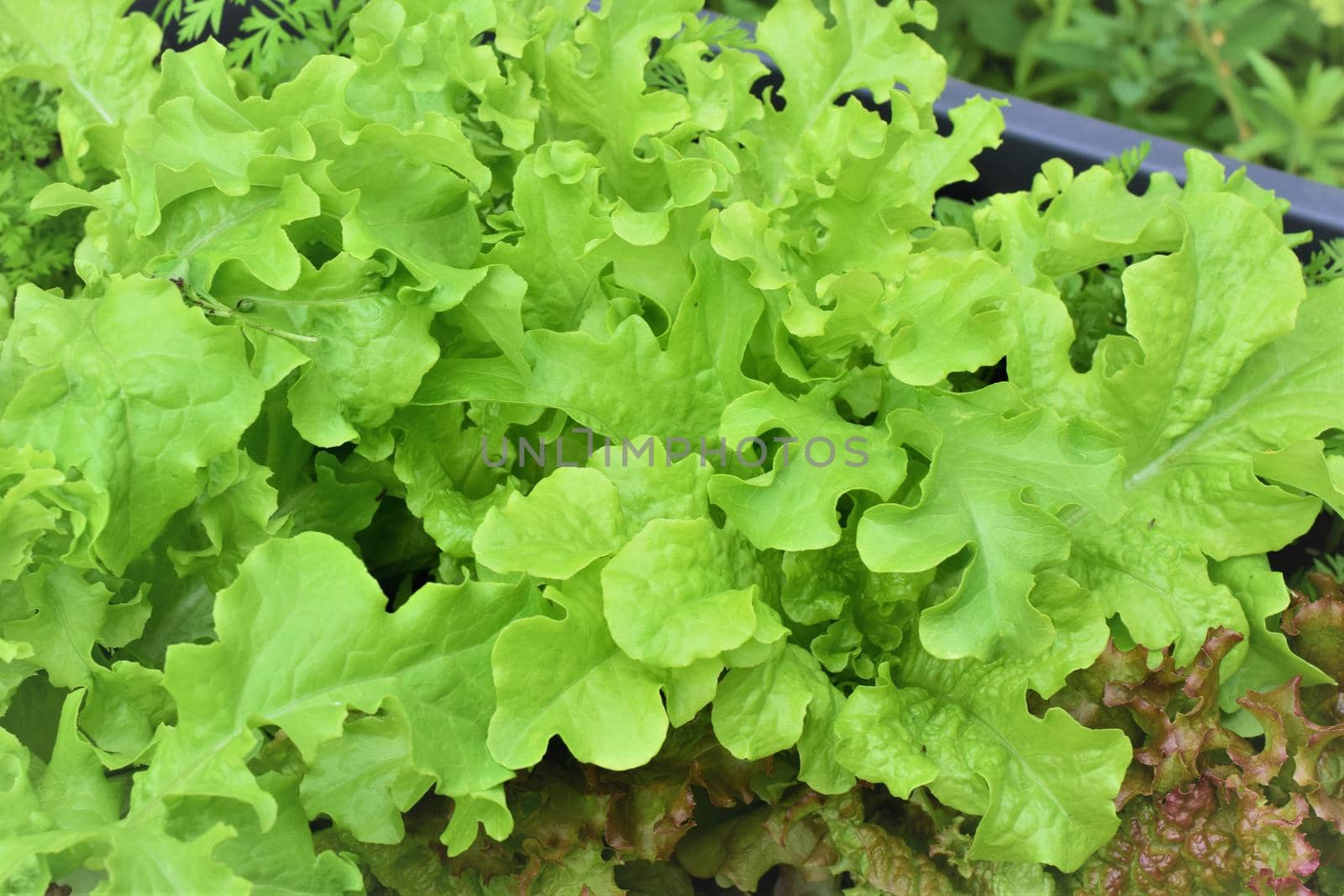 green pick salad as a close-up