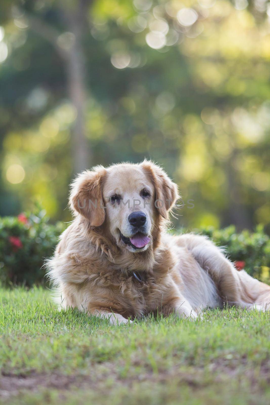 cute golden retriever dog sitting on the field