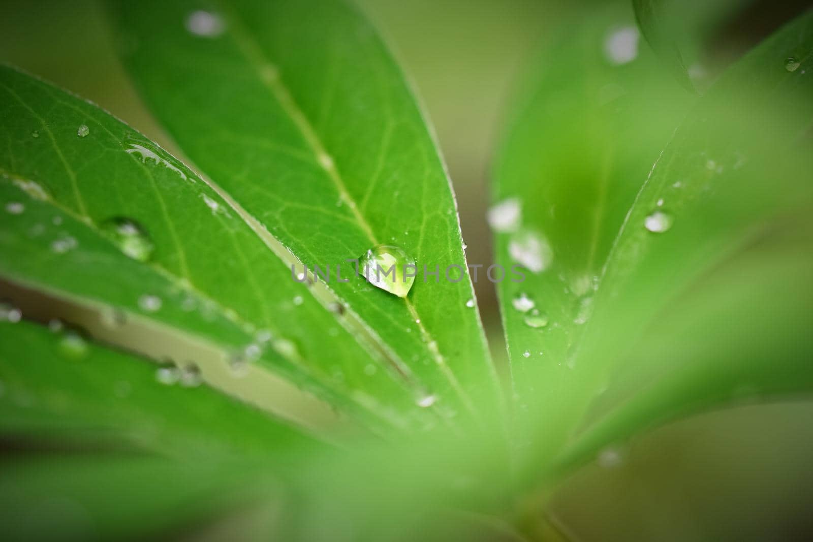 Waterdrops on a lupine leaf as a close up by Luise123