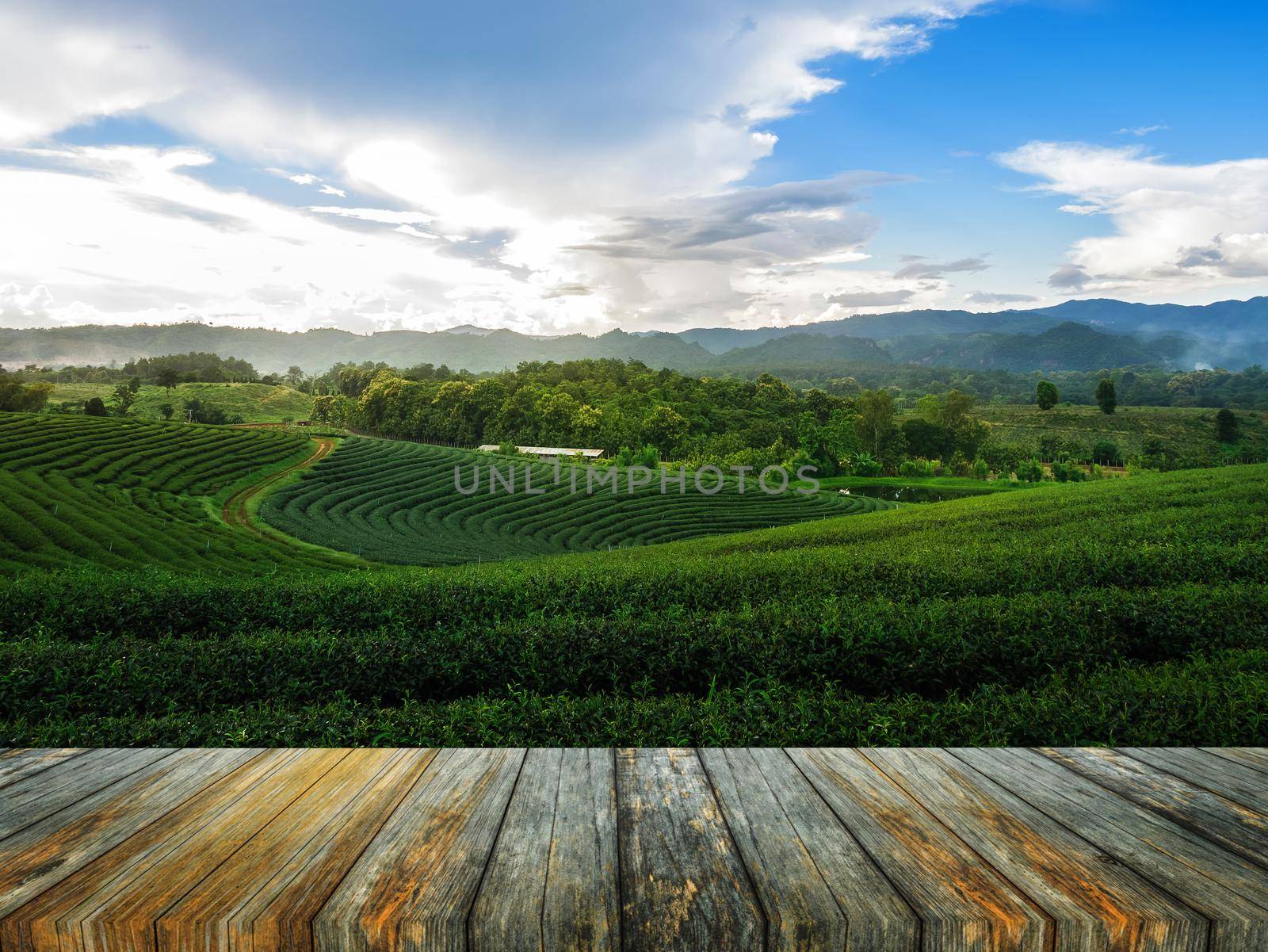 green tea farm at chiang rai, Thailand by Wmpix