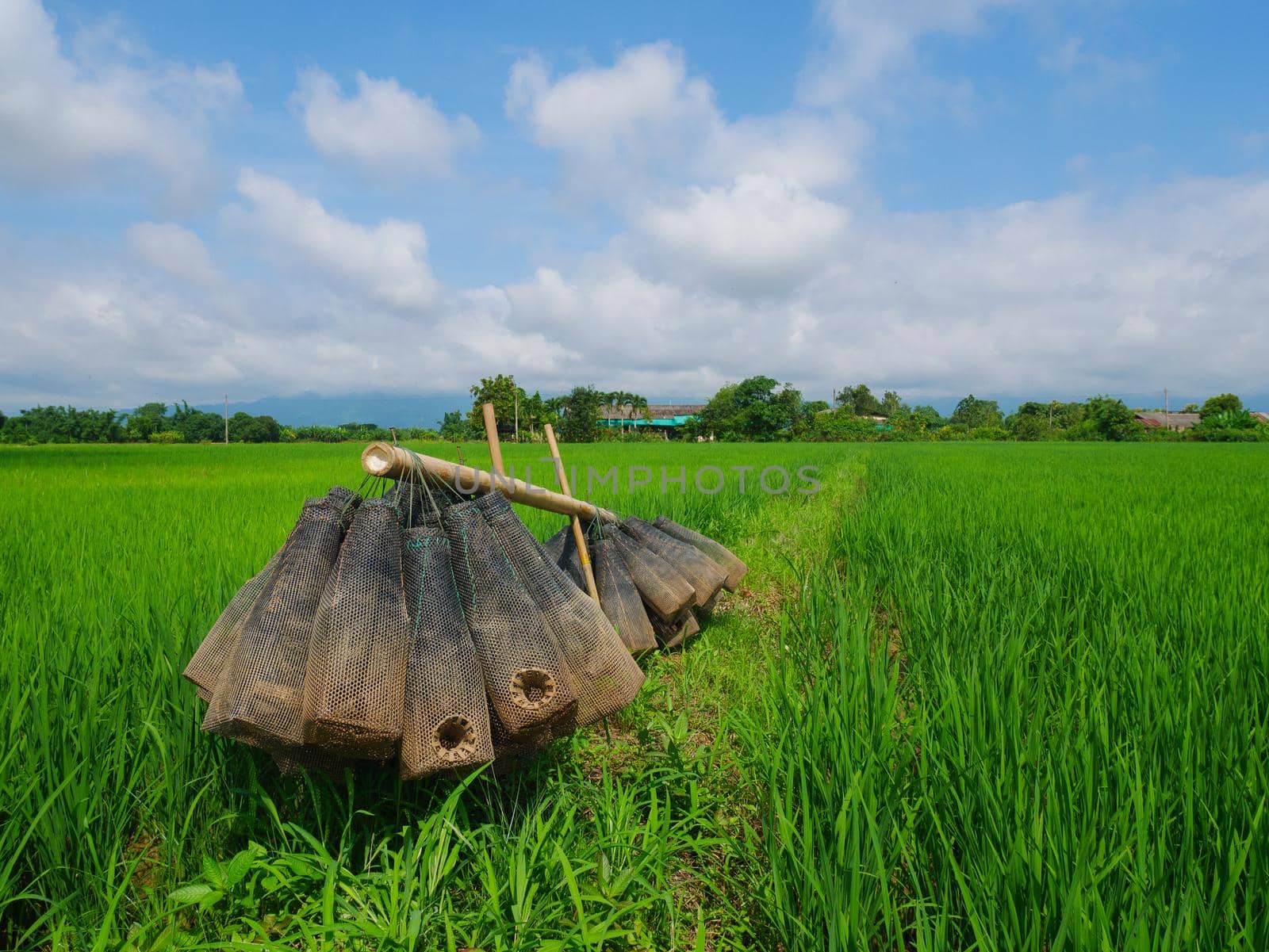 Rice field and blue sky cloud cloudy landscape background
