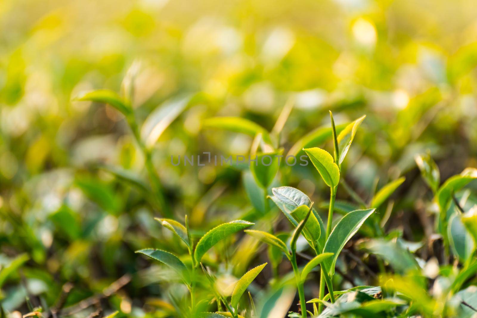 Green tea and fresh leaves, nature green tea concept