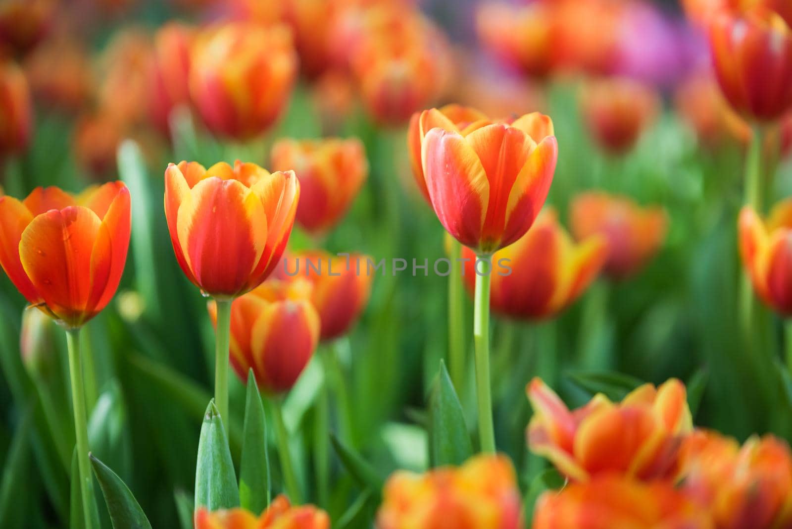 tulip flowers in the garden by Wmpix