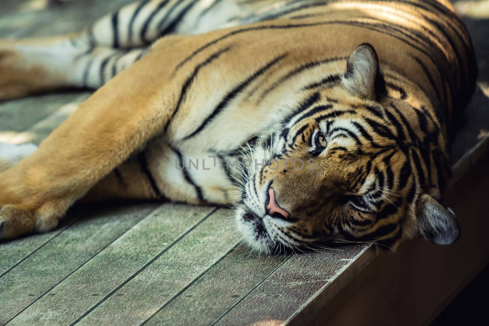 close-up of a beautiful big tiger by Wmpix