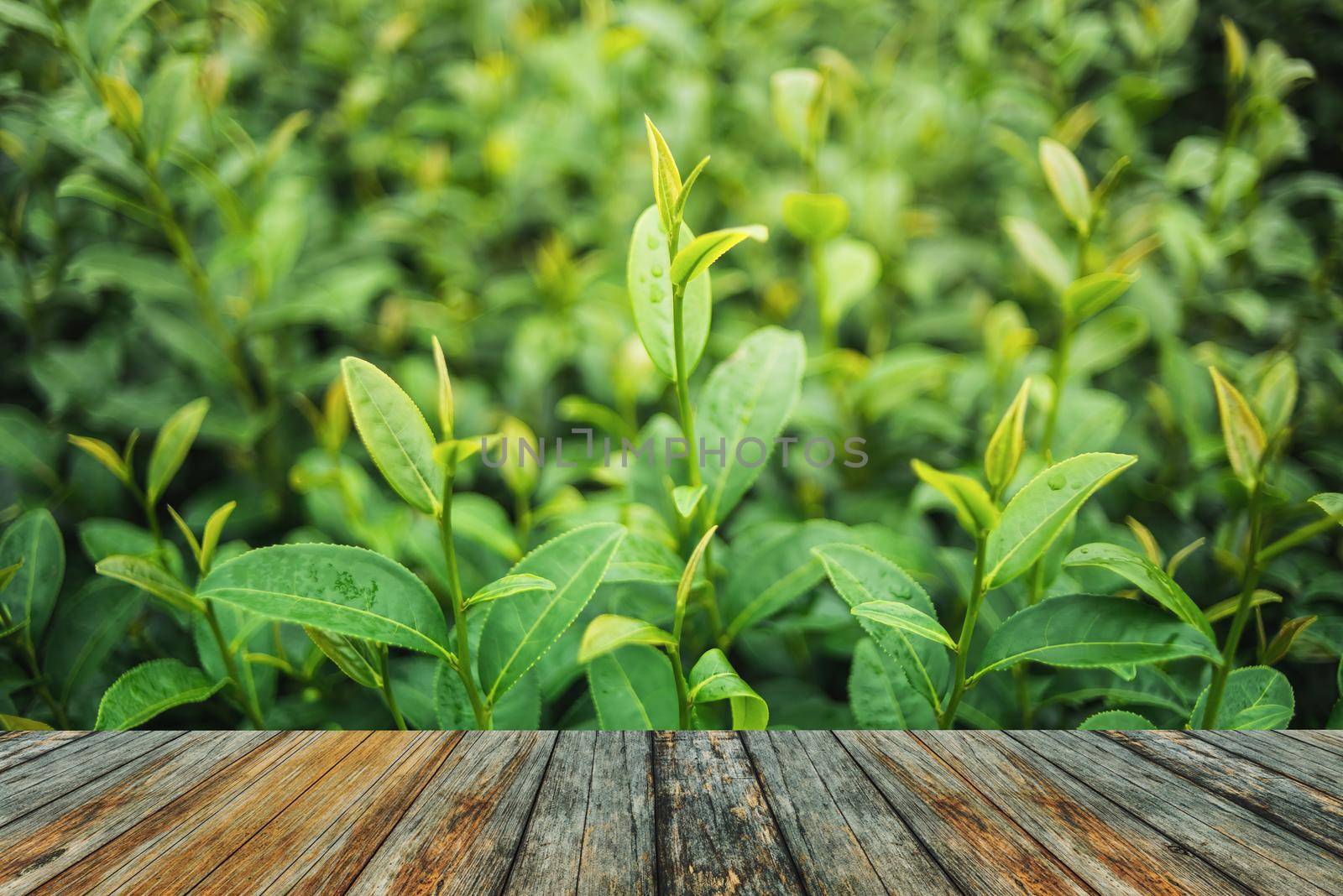 Green tea and fresh leaves by Wmpix