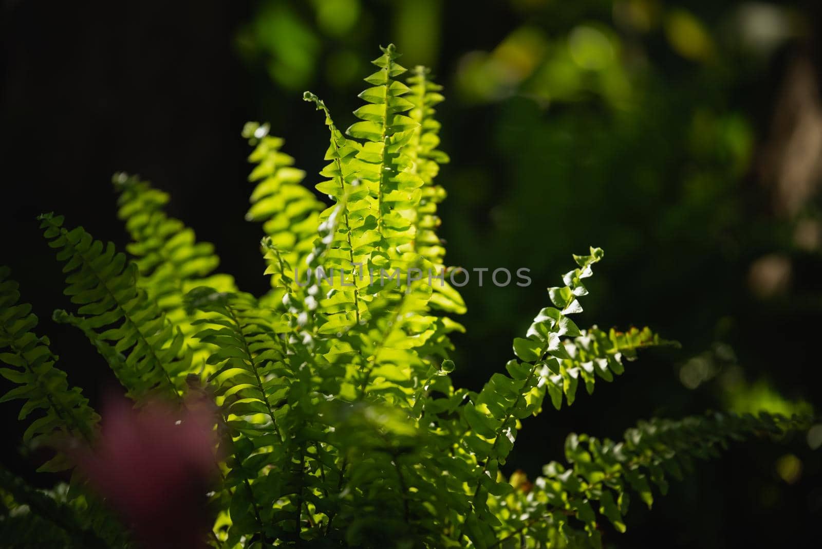 green leaf background, nature background concept by Wmpix