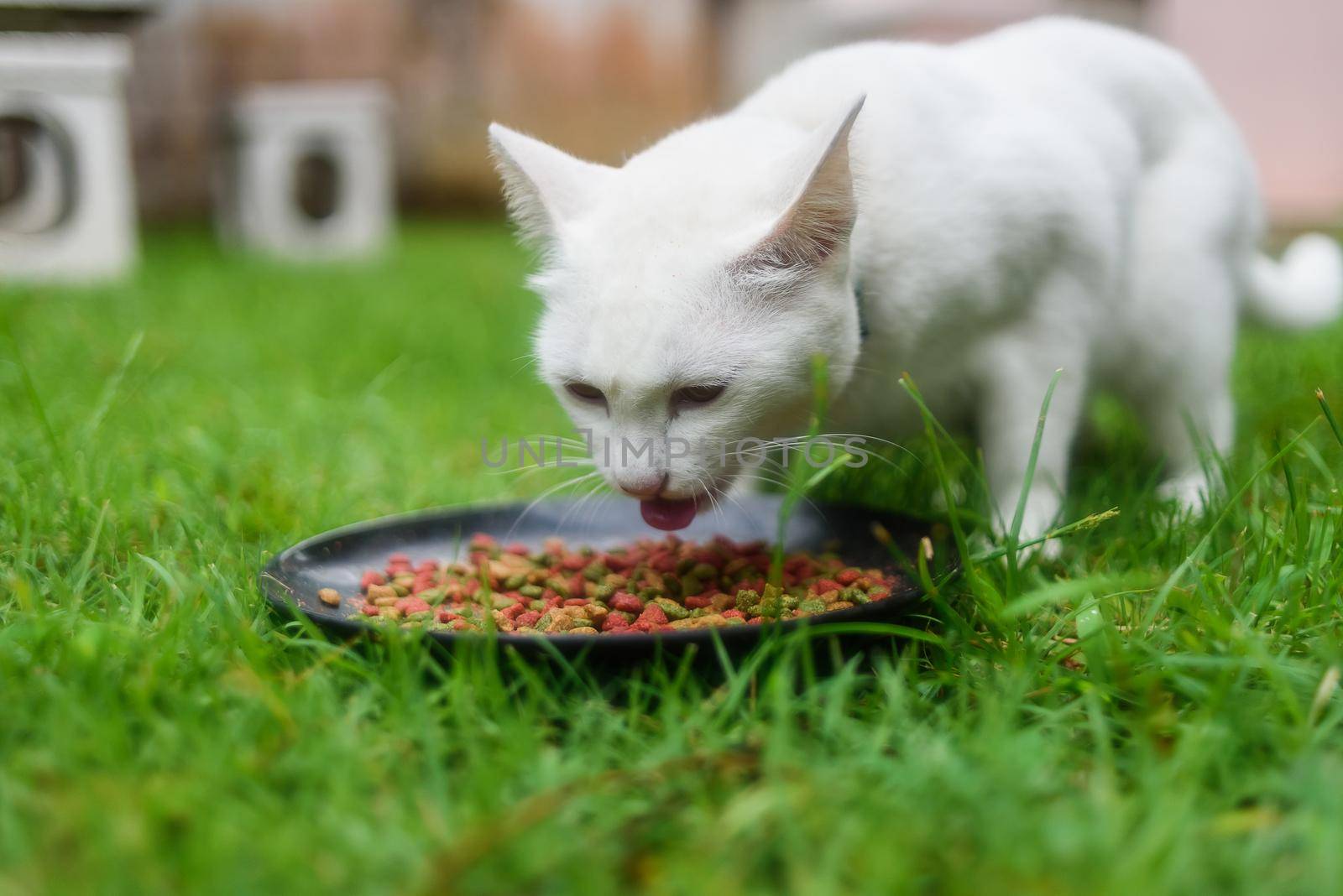 white cat eating on the grass by Wmpix