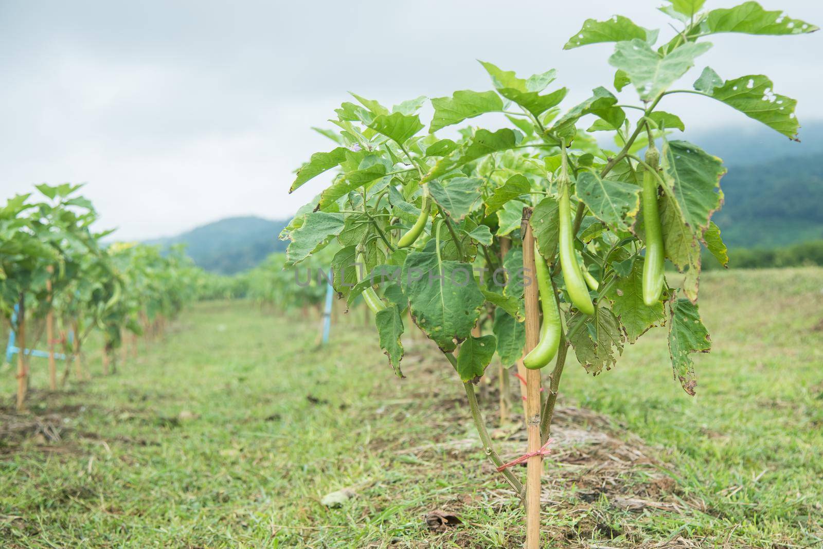 Green long eggplant on the tree