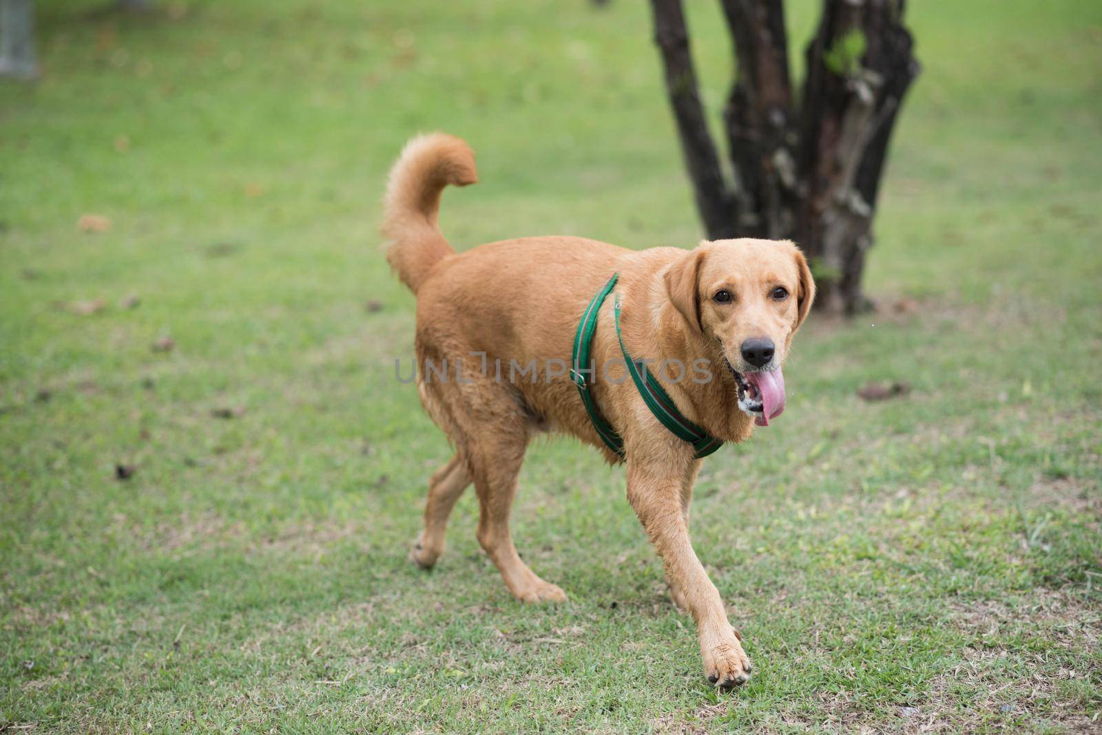 brown dog running in the garden by Wmpix