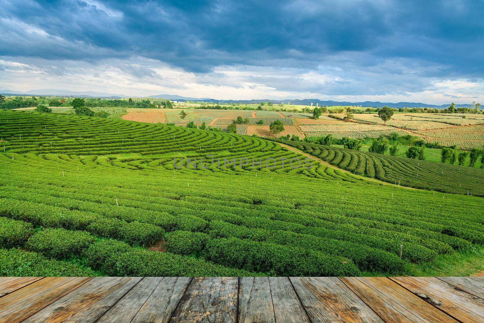 wood floor on green tea farm, Chiang Rai by Wmpix