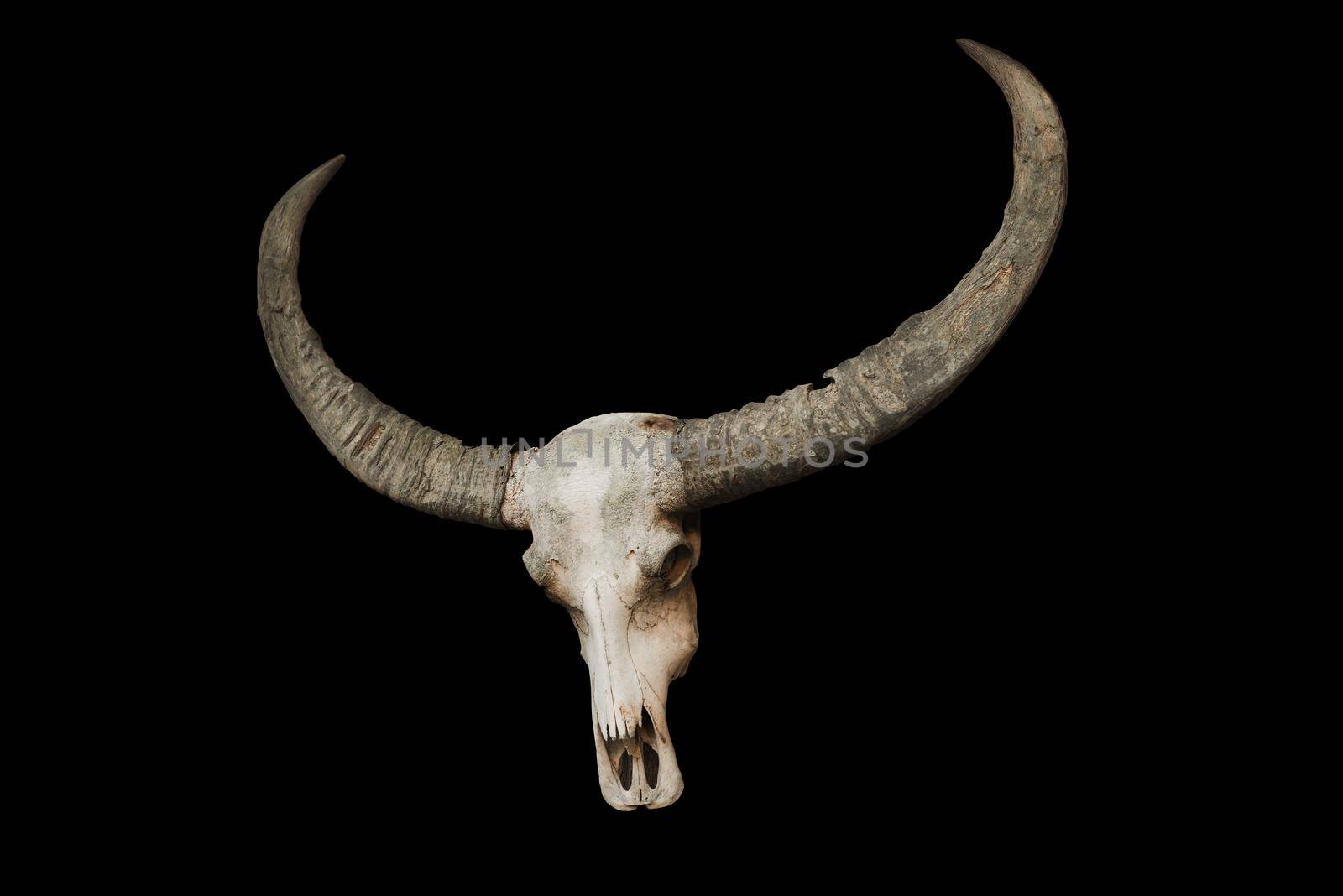 bull skull with horns on a black background by Wmpix