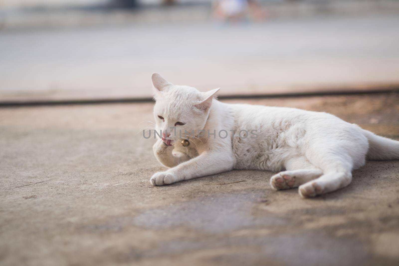 cute white cat sitting by Wmpix