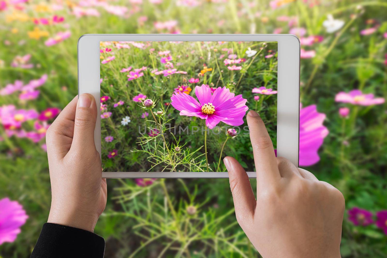 ipad take photo cosmos flowers in sunset