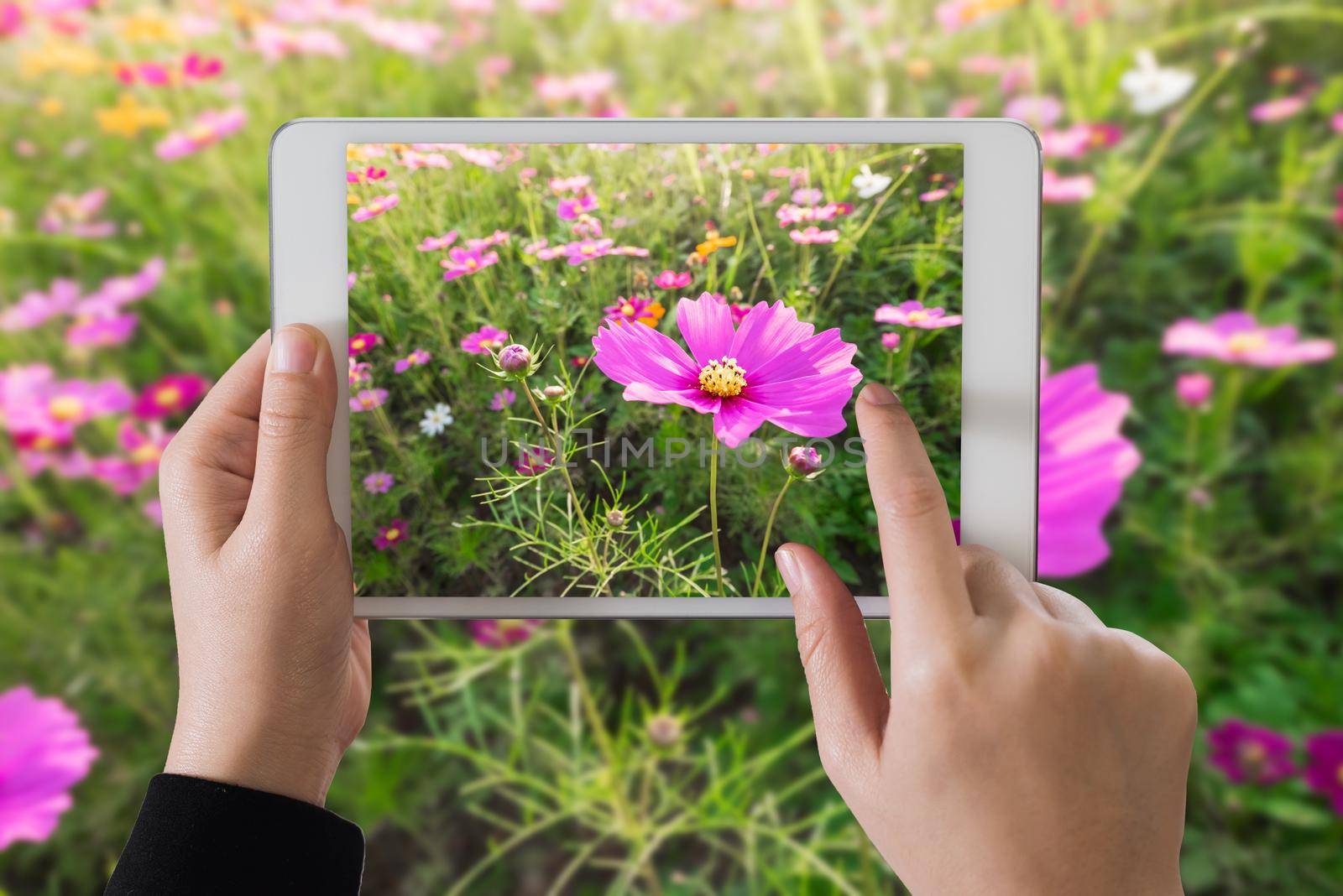 ipad take photo cosmos flowers in sunset by Wmpix