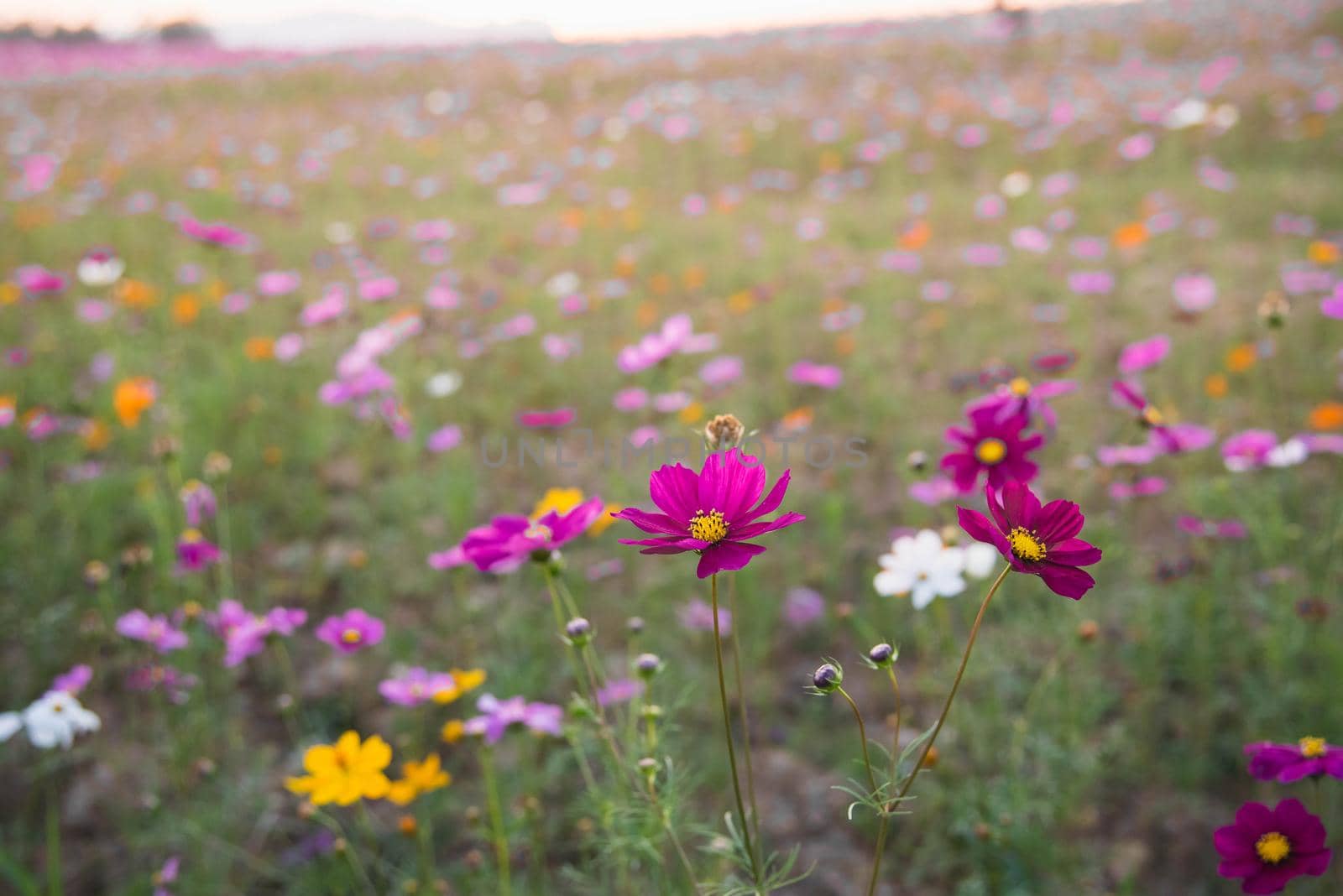 cosmos flowers on the field sunset in the evenning
