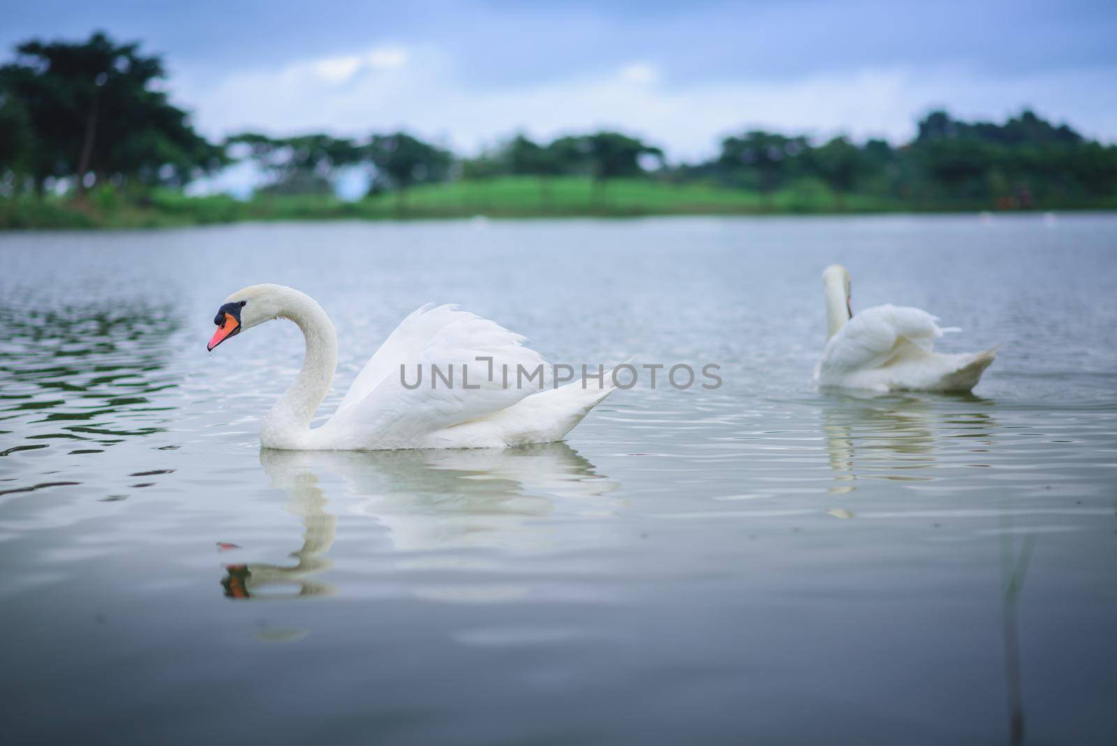 two white swan on the lake by Wmpix