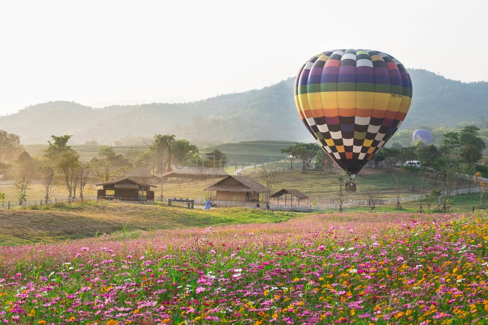 The hot air balloons flying over the cosmos flowers field in Singha park international balloons fiesta 2017 in Chiang Rai province of Thailand. by Wmpix