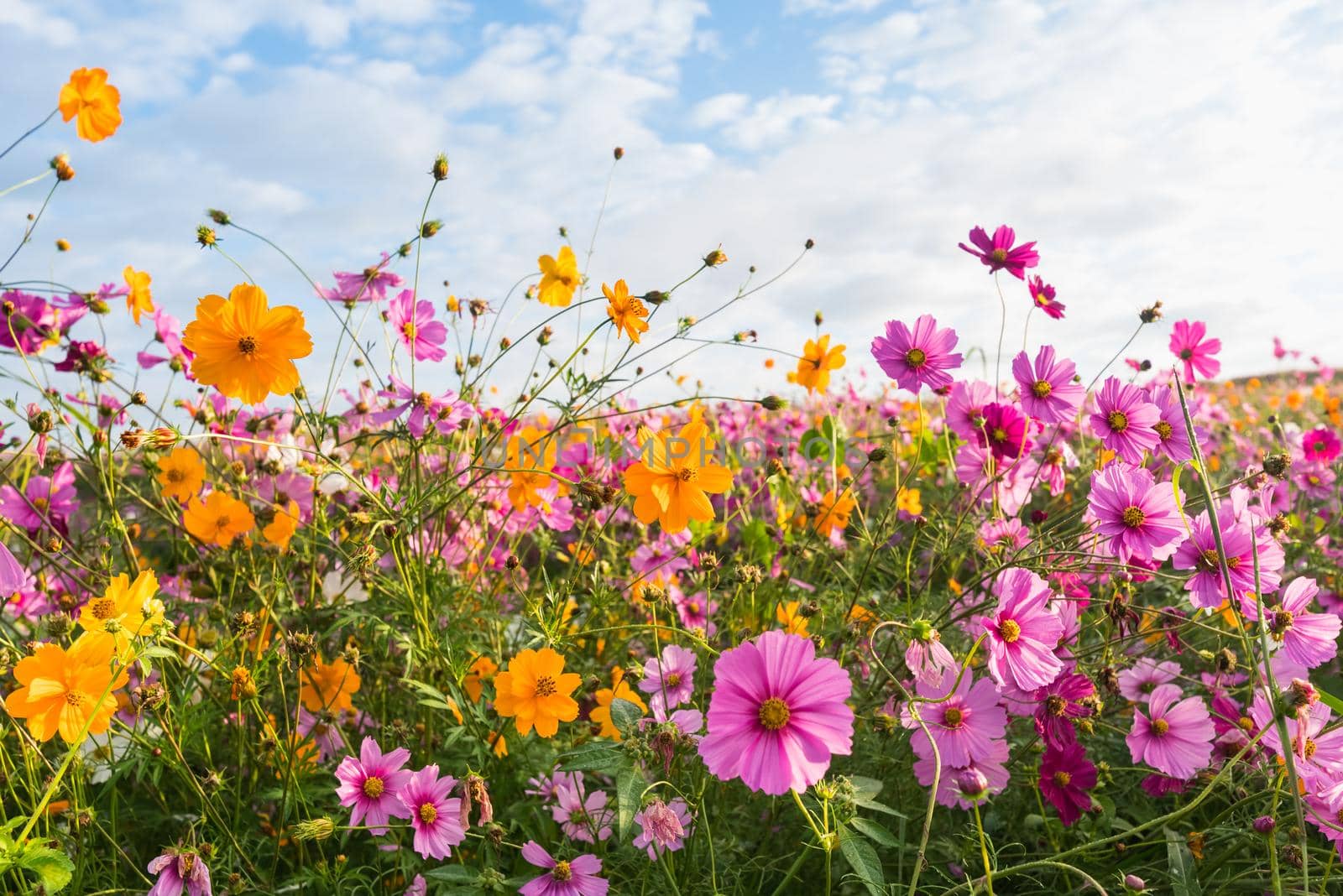 The Cosmos flower of grassland in the morning