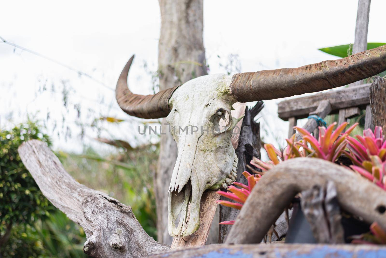 Head skull of buffalo by Wmpix