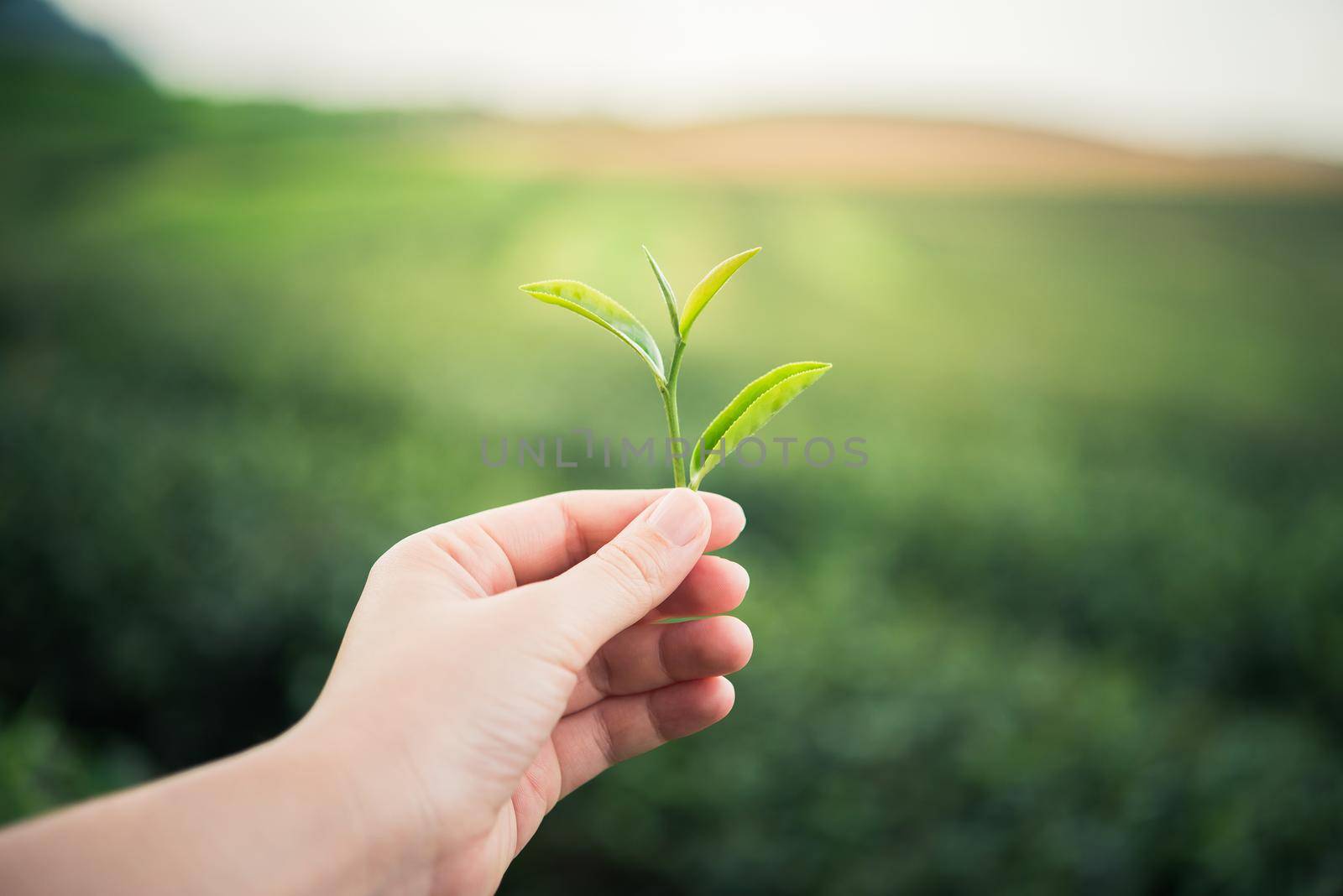 hand girl picking green tea leaf at the tea farm by Wmpix