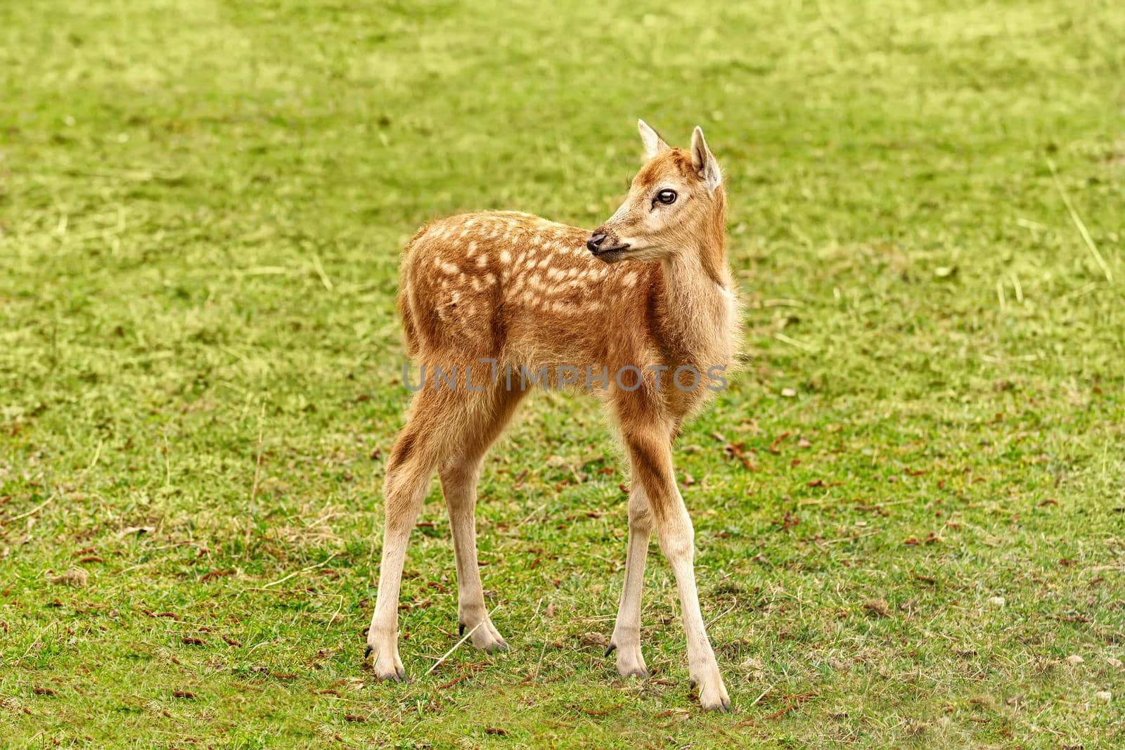 Fawn of red deer on the pasture