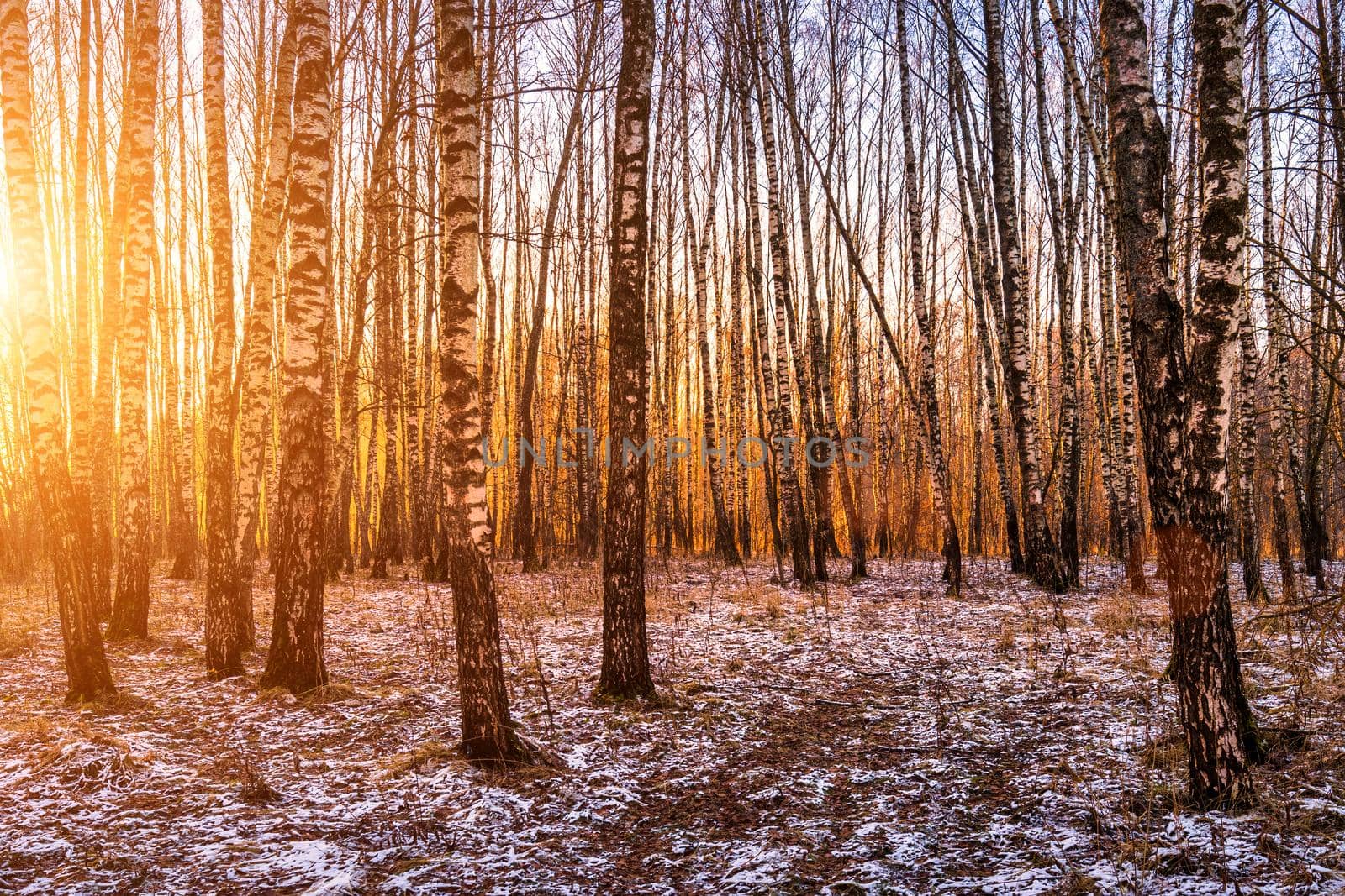 Sunset or sunrise in a birch grove with a first winter snow. Rows of birch trunks with the sun's rays. by Eugene_Yemelyanov