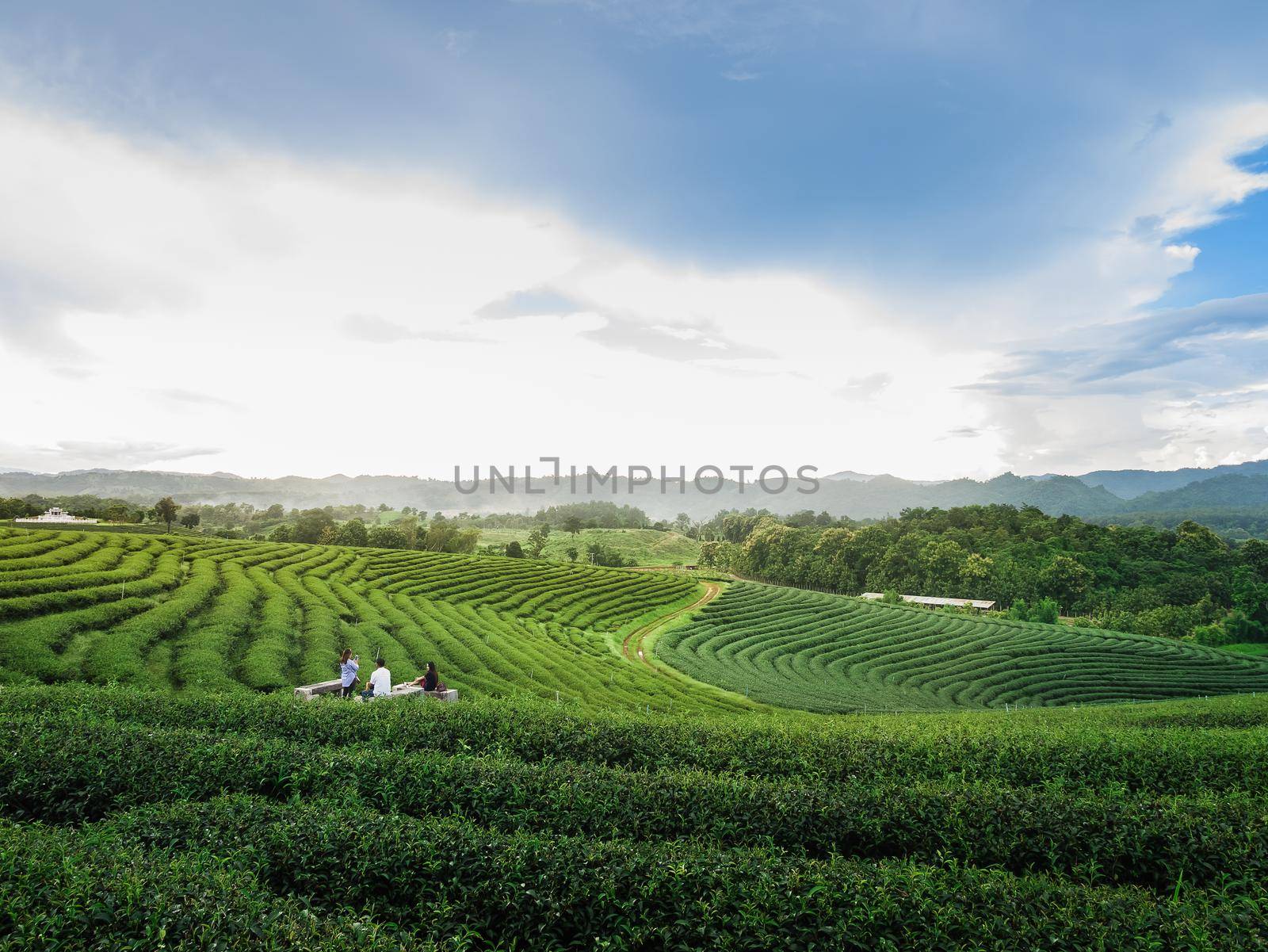 green tea farm at chiang rai, Thailand by Wmpix