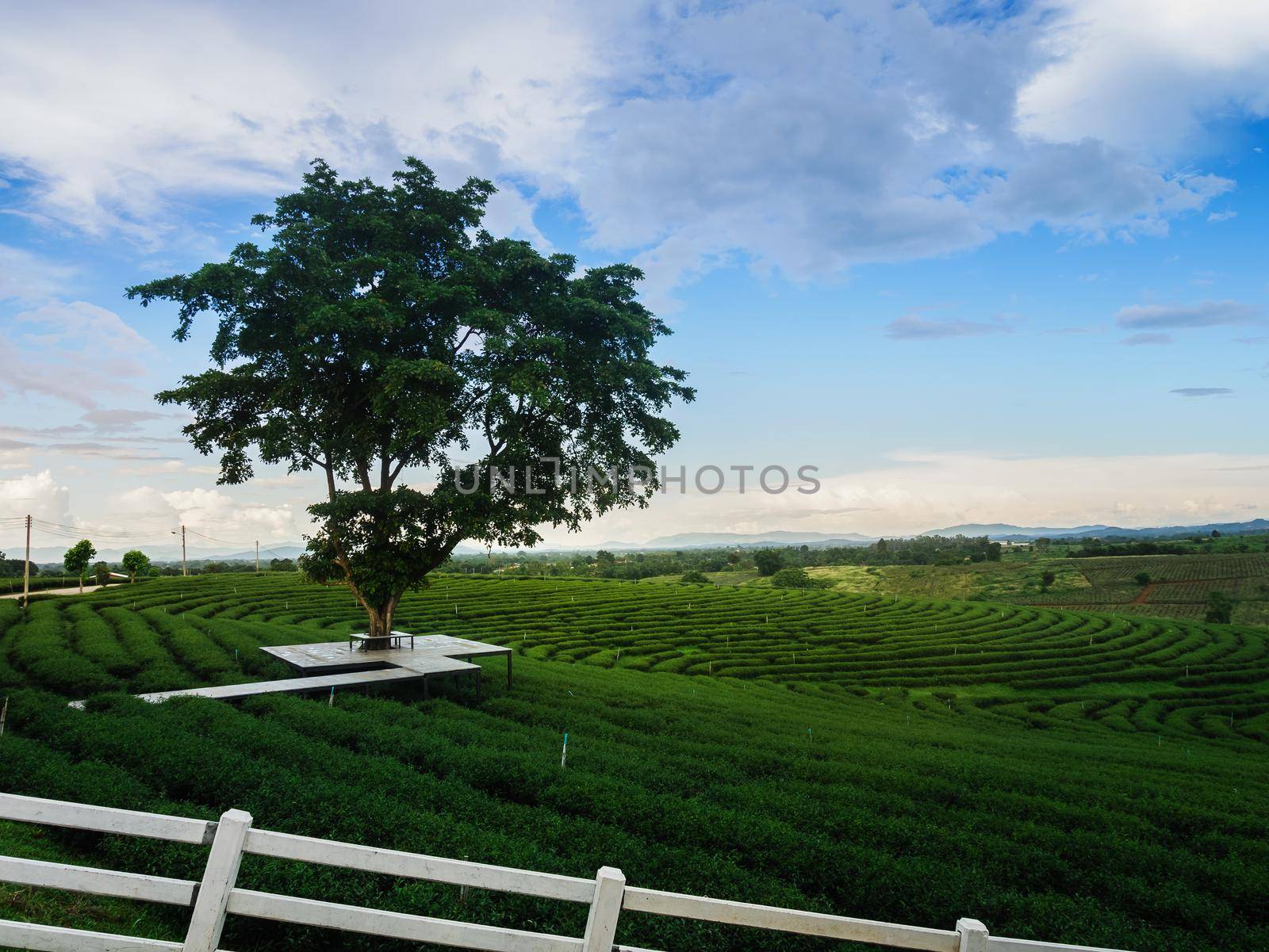 green tea farm at chiang rai, Thailand