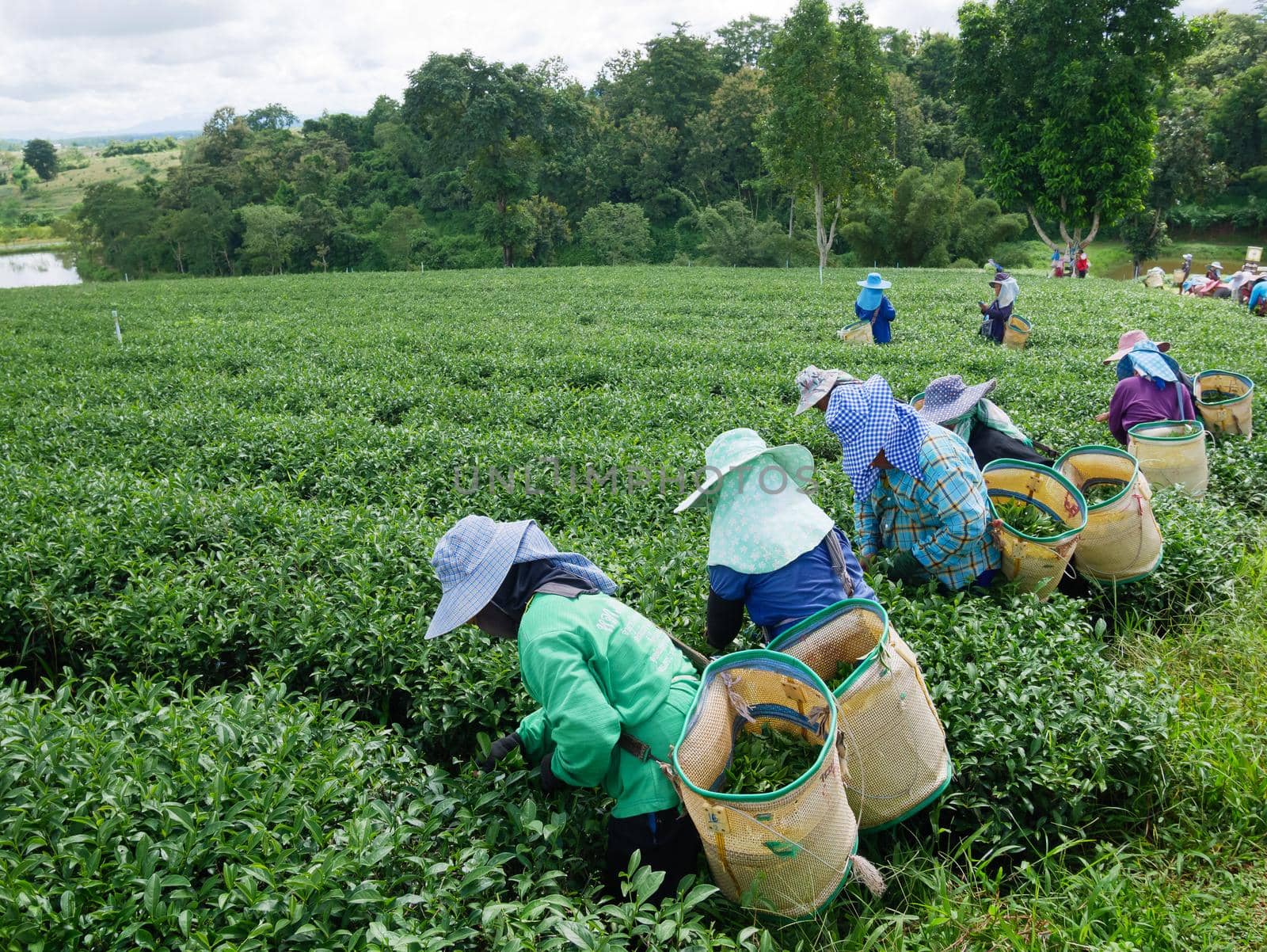 CHIANG RAI, THAILAND - OCTOBER 06: Workers picks tea despite ongoing labor strikes on October 06, 2017 in Chiang rai, Thailand.