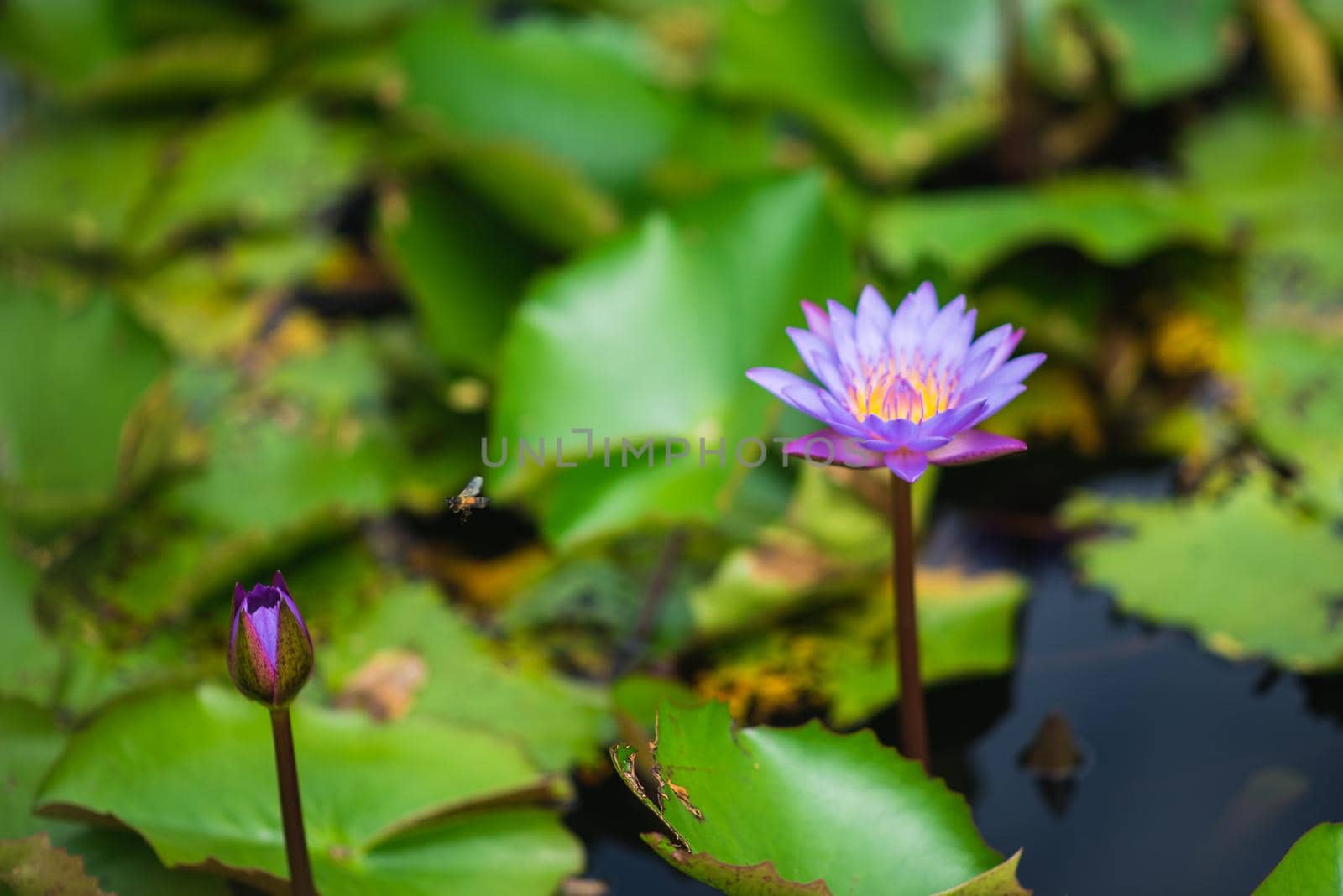 Lotus flowers on the River