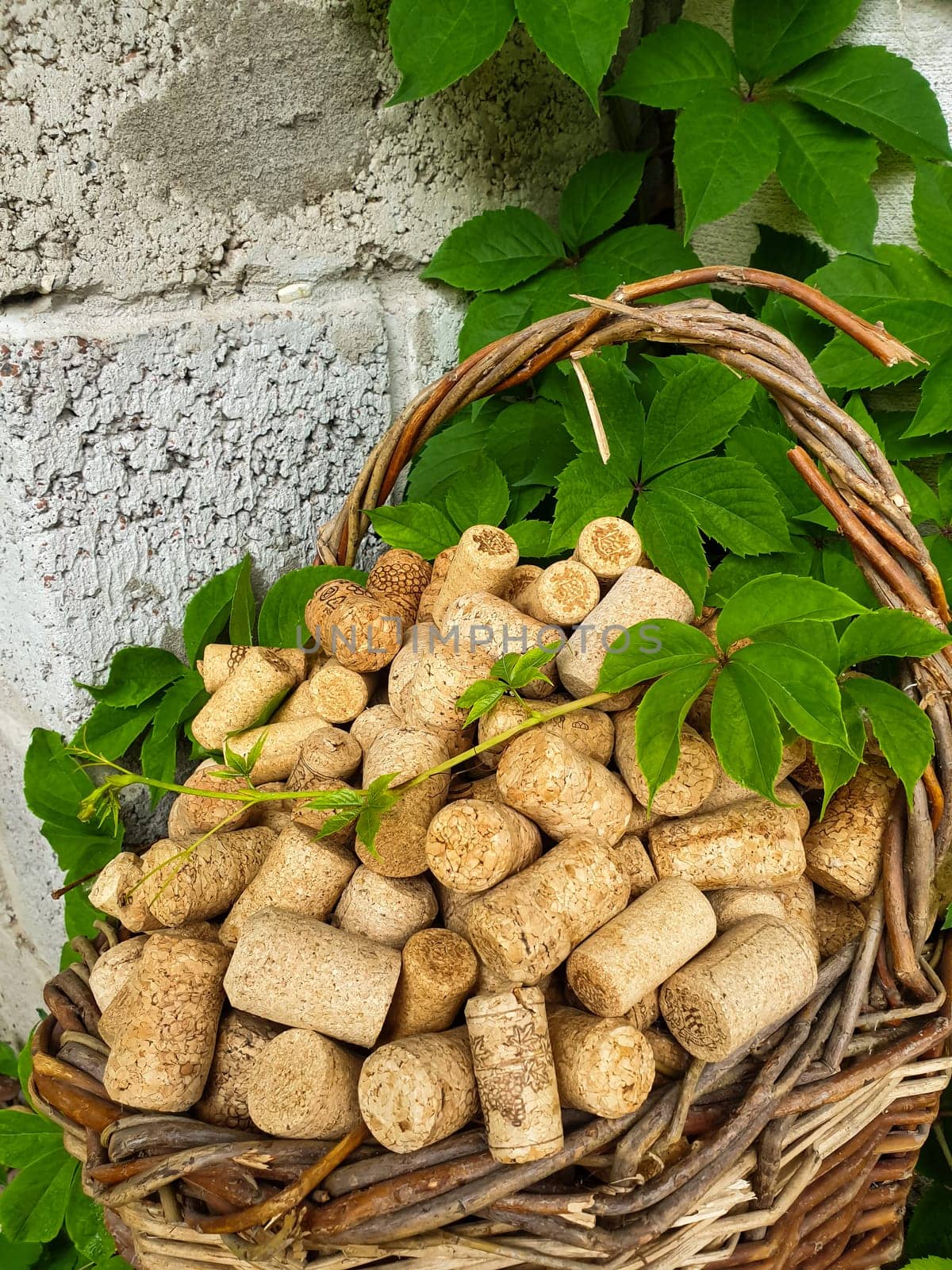 There are wine corks in an old wicker basket. Grapes entwine a basket with wine corks. High quality photo