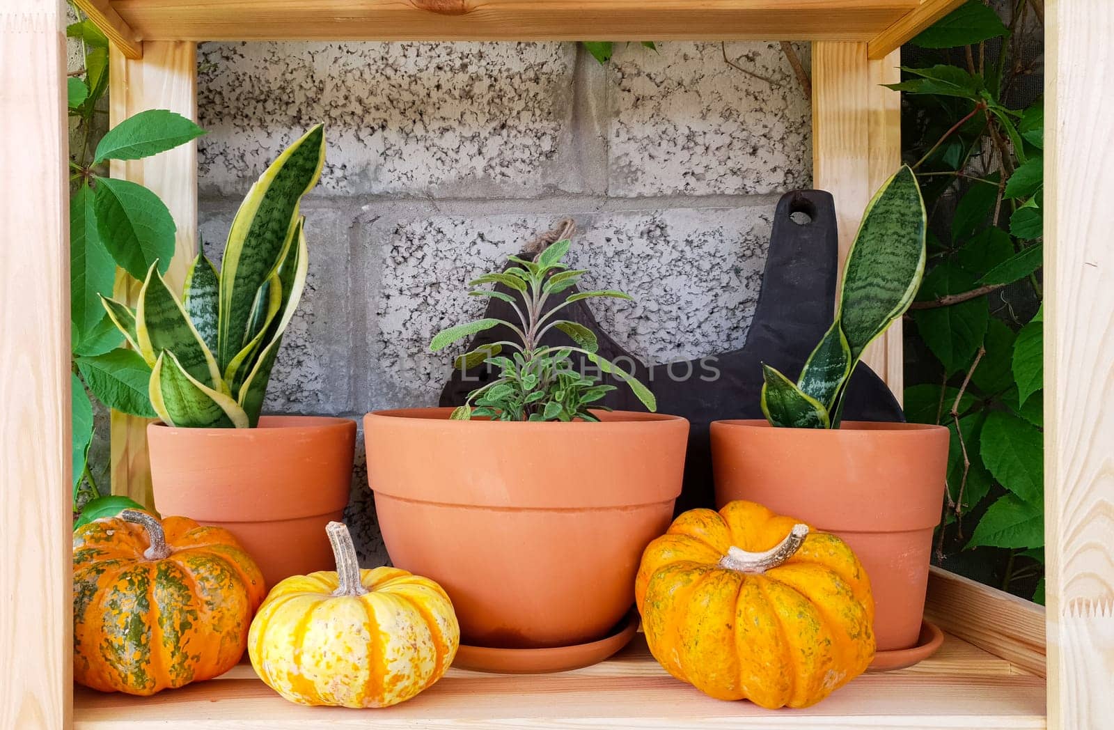 On a wooden shelf in clay pots there are green houseplants and yellow decorative pumpkins by Spirina