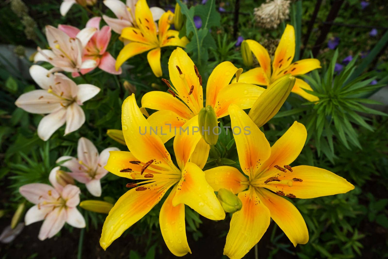 Beautiful bright lilies in the garden after the rain. Close-up. by Spirina