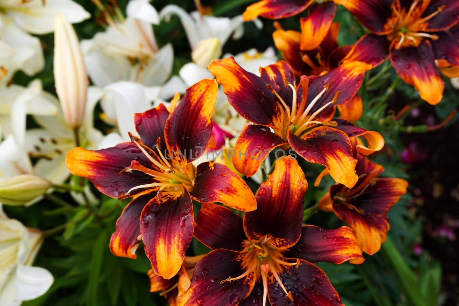 Beautiful bright lilies in the garden after the rain. Close-up. by Spirina