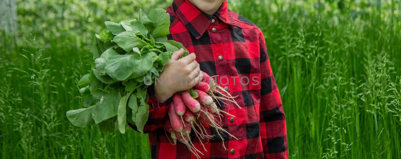 the boy is holding a bunch of freshly picked radishes. selective focus