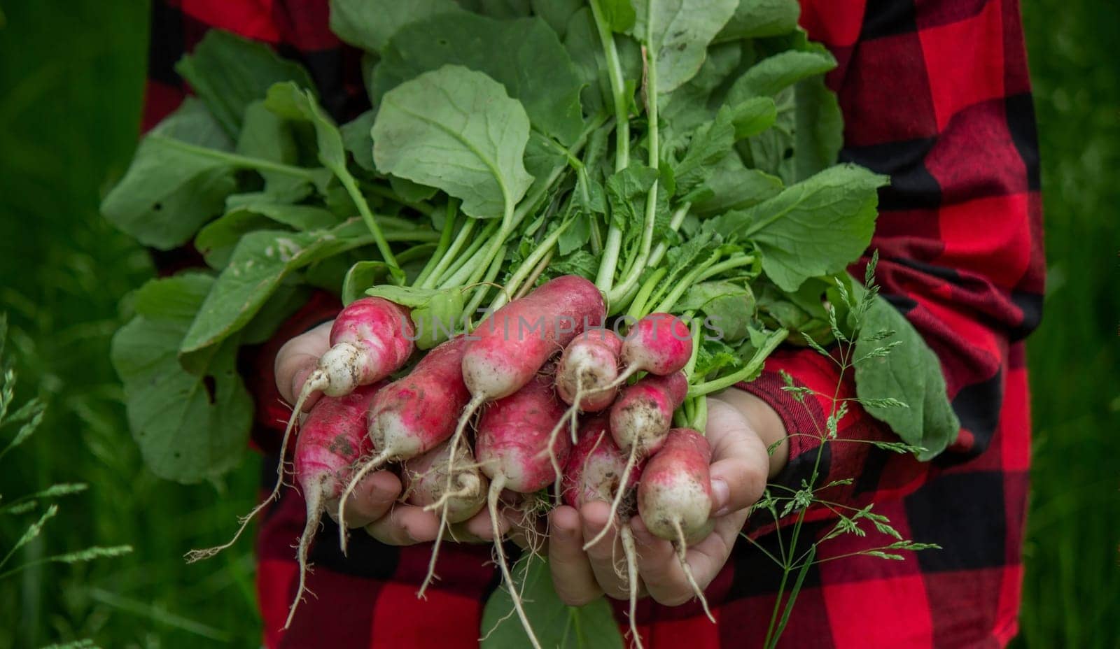 the boy is holding a bunch of freshly picked radishes. selective focus
